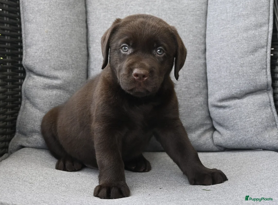 Labrador Retriever honden te koop: Chocolade bruine labrador pups met stamboom ! - Advertentie 2