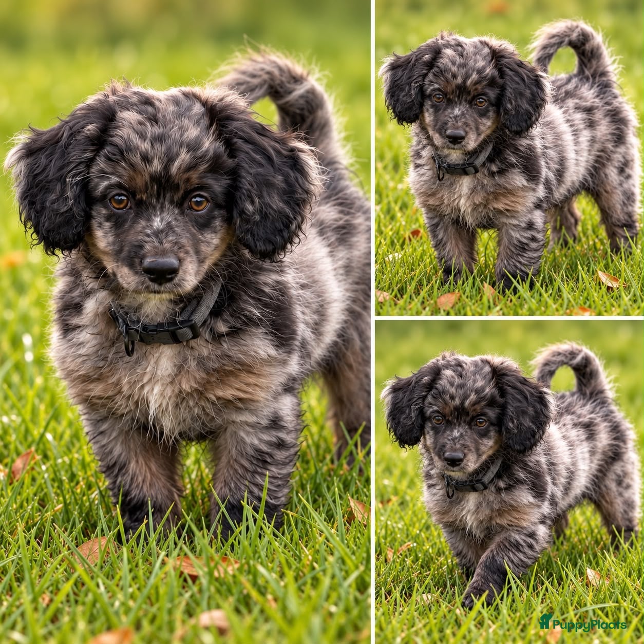 Aussiedoodle honden te koop: Milo is nog beschikbaar  - Advertentie 2