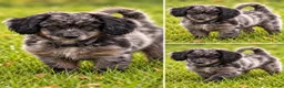 Aussiedoodle honden te koop: Milo is nog beschikbaar  in Rucphen - Advertentie 1