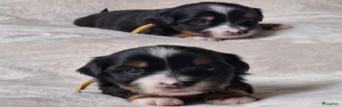 Boomer Puppy 1