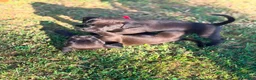 Kruising honden te koop: Mooie en lieve kruising gezinshonden (pups) in Weerselo - Advertentie 6