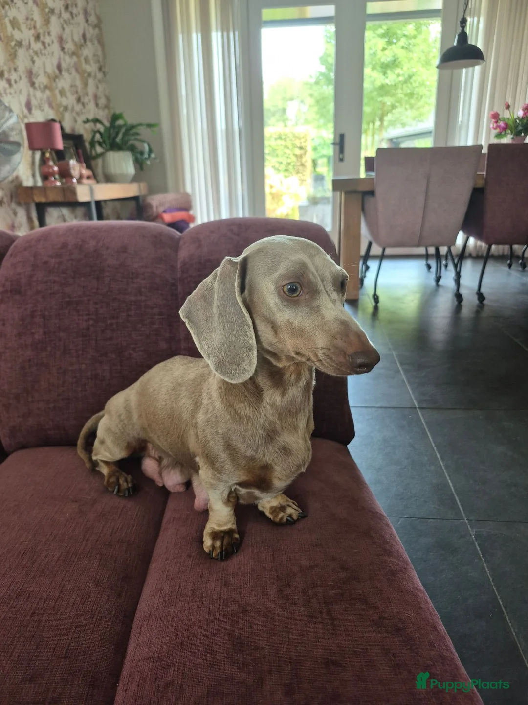 Teckel (korthaar)  honden te koop: Dwerg teckel pups - Advertentie 2