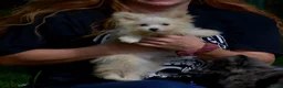 Kruising honden te koop: 6 Prachtige BooPom’s, 4 meiden🎀 2 jongens🧢 - Advertentie 7