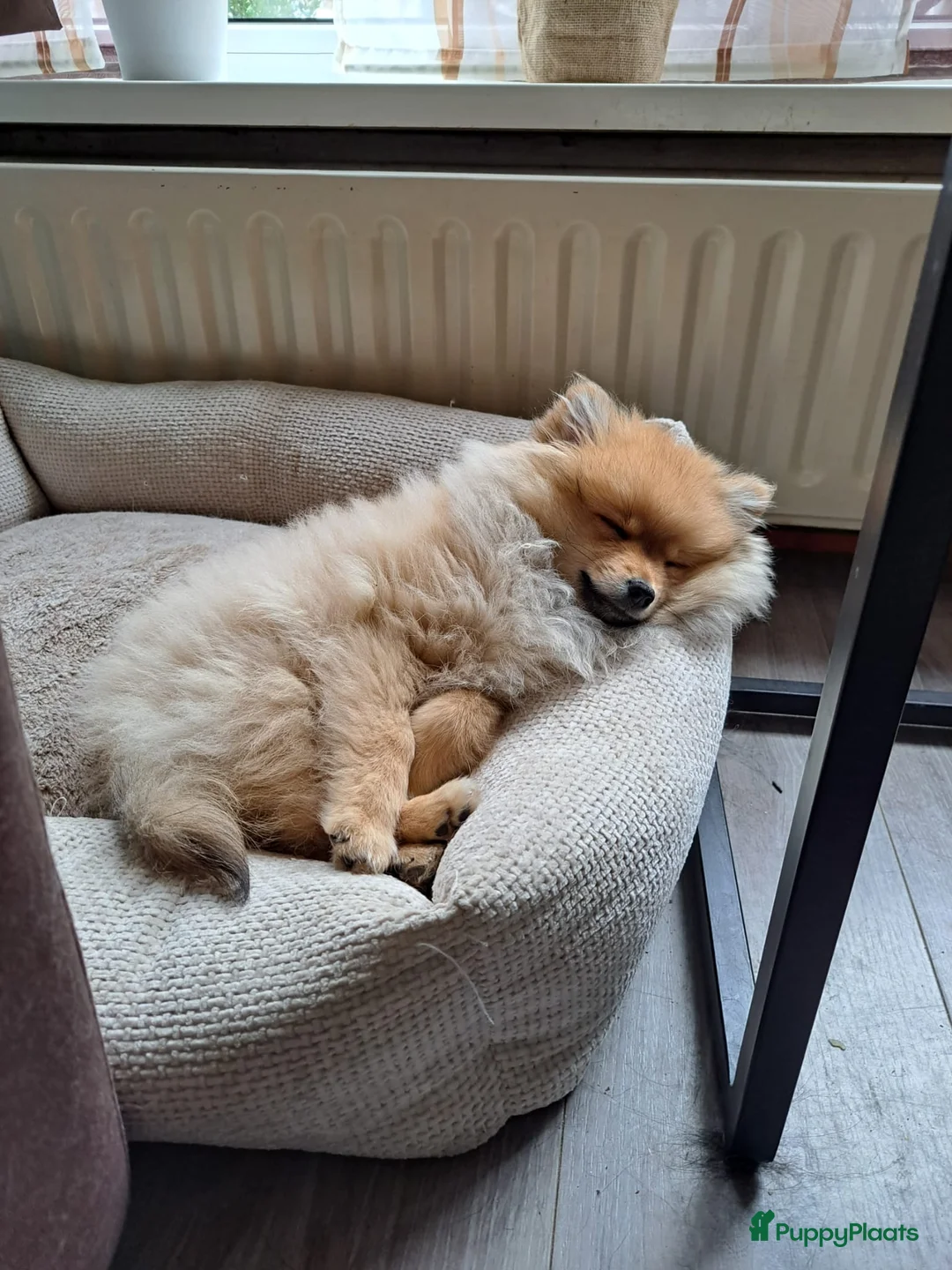 Pomeriaan honden te koop: Pomeriaan pup - Advertentie 2