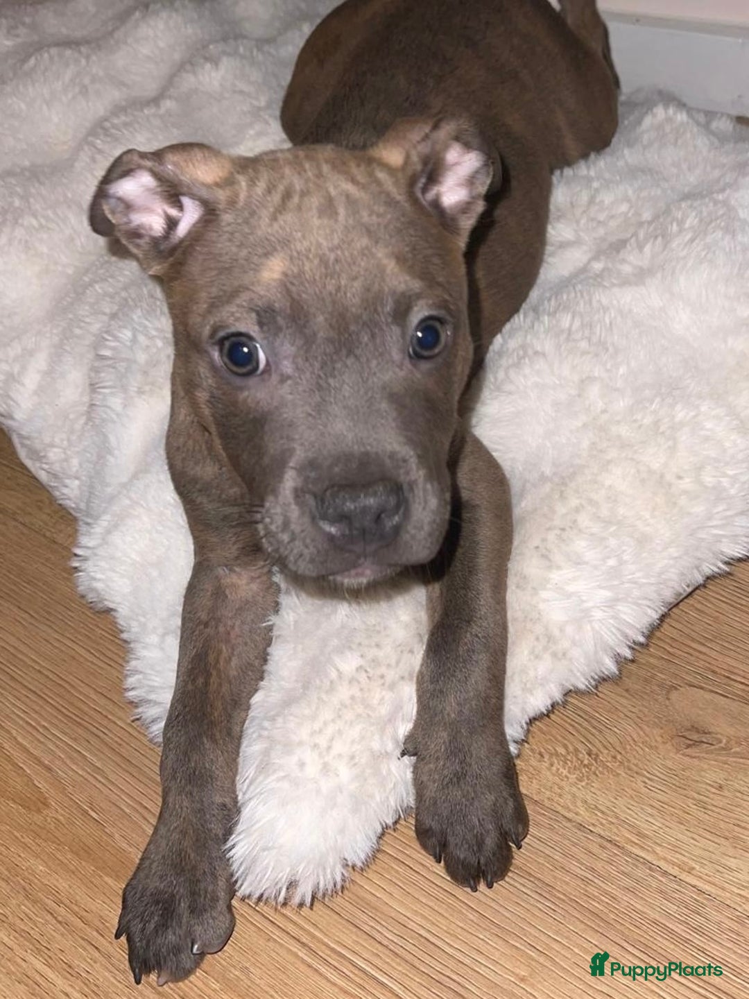 Kruising honden te koop: Pitbull x Cane Corso x Old English Bulldog puppies - Advertentie 11