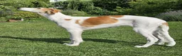 Barsoi honden te koop: AZALIA, Borzoi-teef uit FCI-kennel zoekt thuis - Advertentie 1