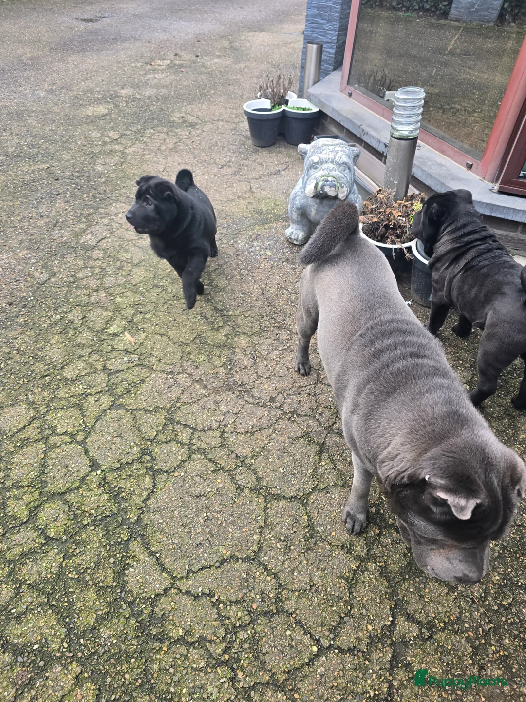 Shar Pei honden te koop:   Nog 2 mooie  sharpei    - Advertentie 5