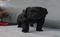 Mexicaanse Naakthond honden te koop: Mexicaanse Naakthond Miniatuur, Xolo, met vacht - Afbeelding 10