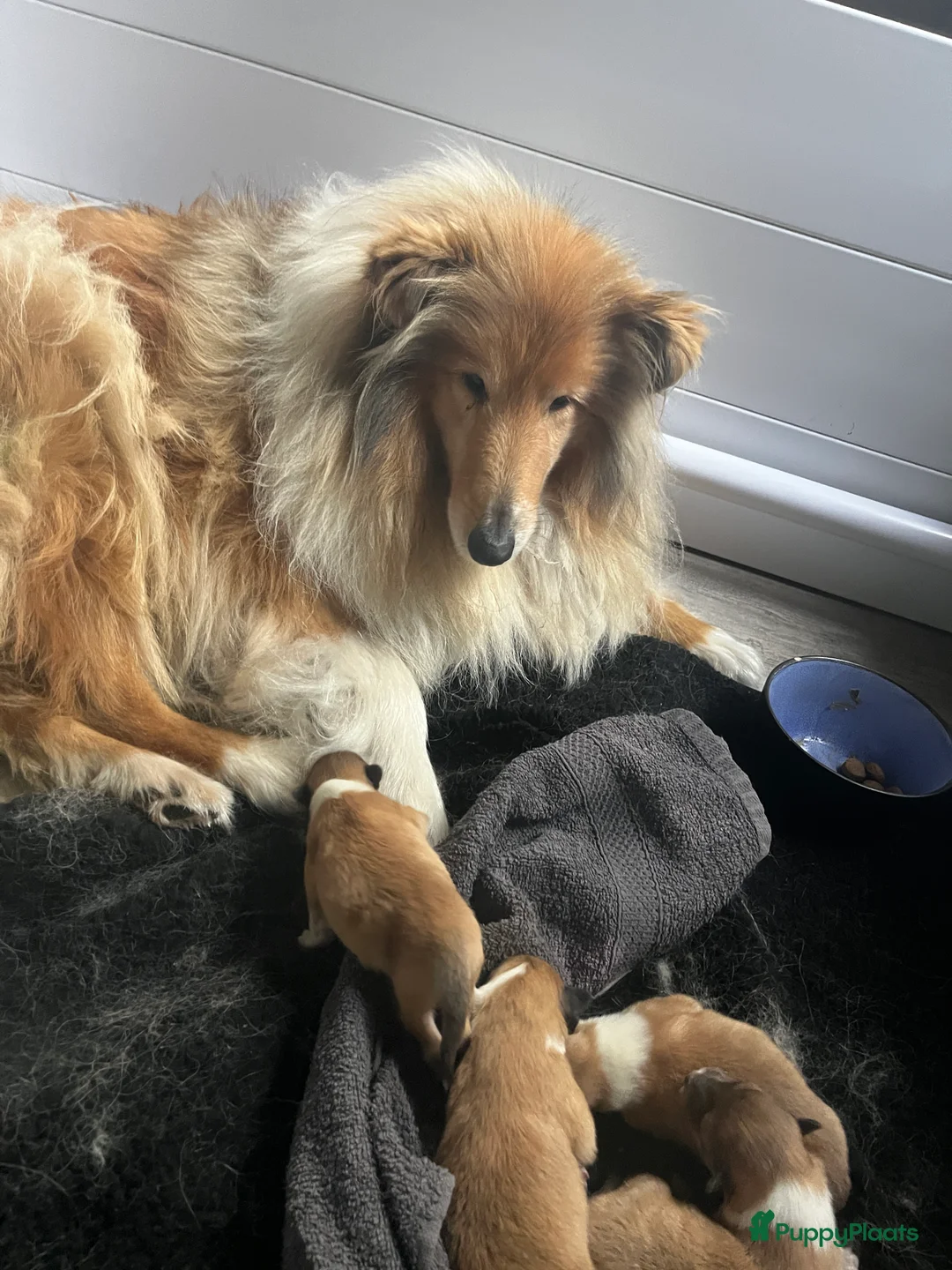 Schotse Herdershond langhaar honden te koop: Mooie Schotse Herder pups - Advertentie 2