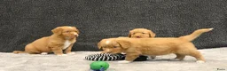 Nova Scotia Duck Tolling Retriever honden te koop: Nova Scotia Duck Tolling Retriever pups # Toller - Advertentie 6