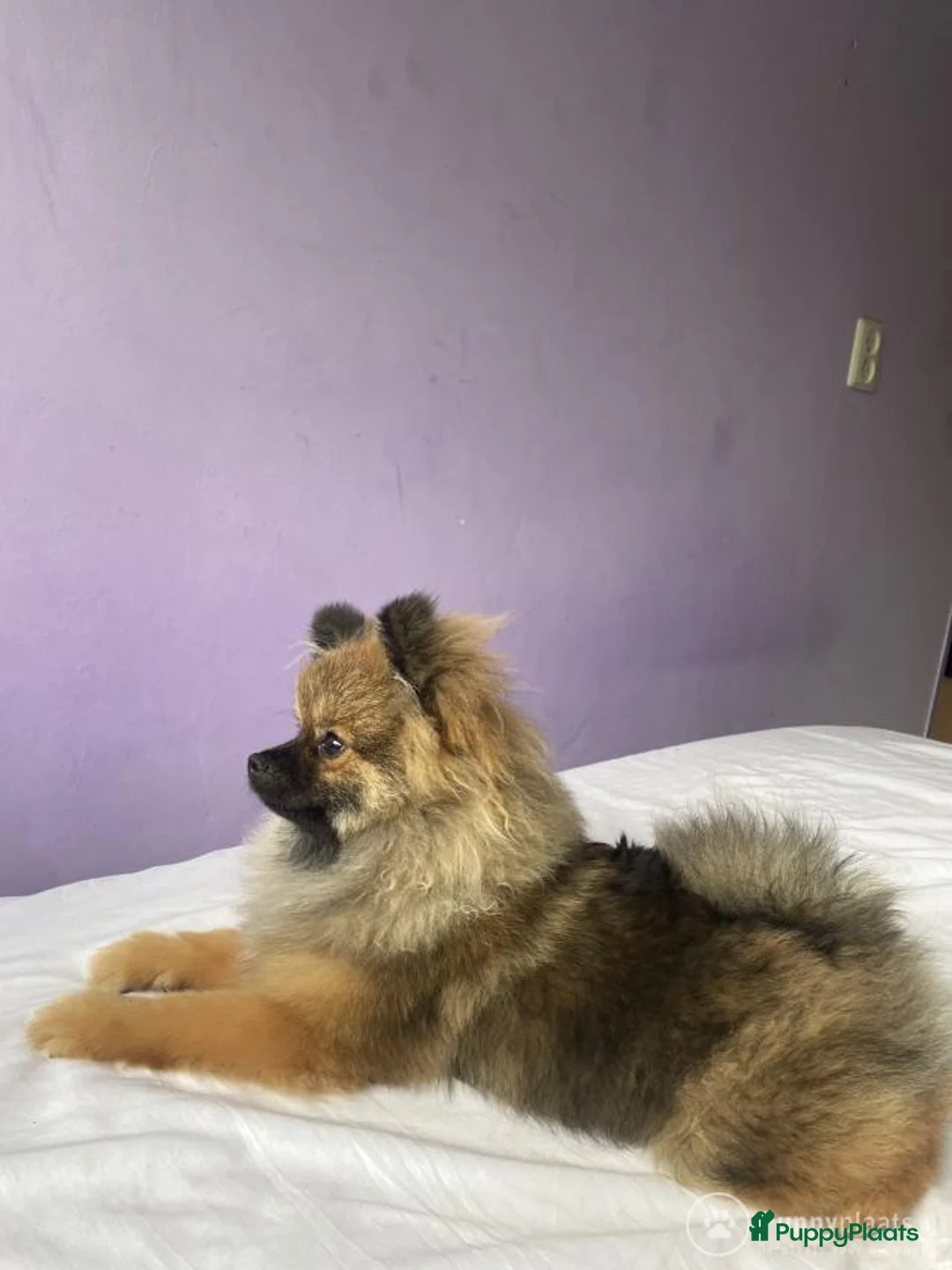 Pomeriaan honden ter dekking: Dekreu mini pomeriaan in Elst - Advertentie 3