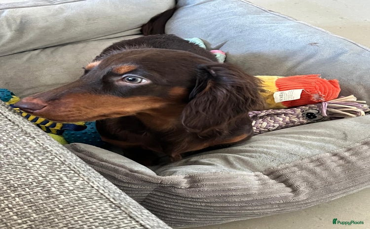 Kruising honden Lieve Langharige Teckel Teef. Speels & gezond - Advertentie 10