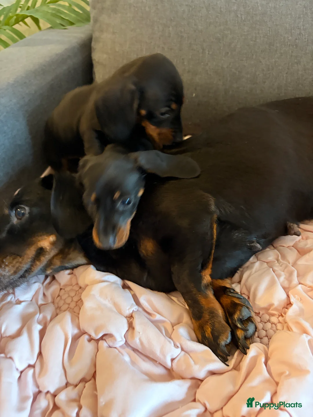 Teckel (korthaar)  honden te koop: Kaninchen Teckel pupjes opzoek naar gouden mandje. - Advertentie 2