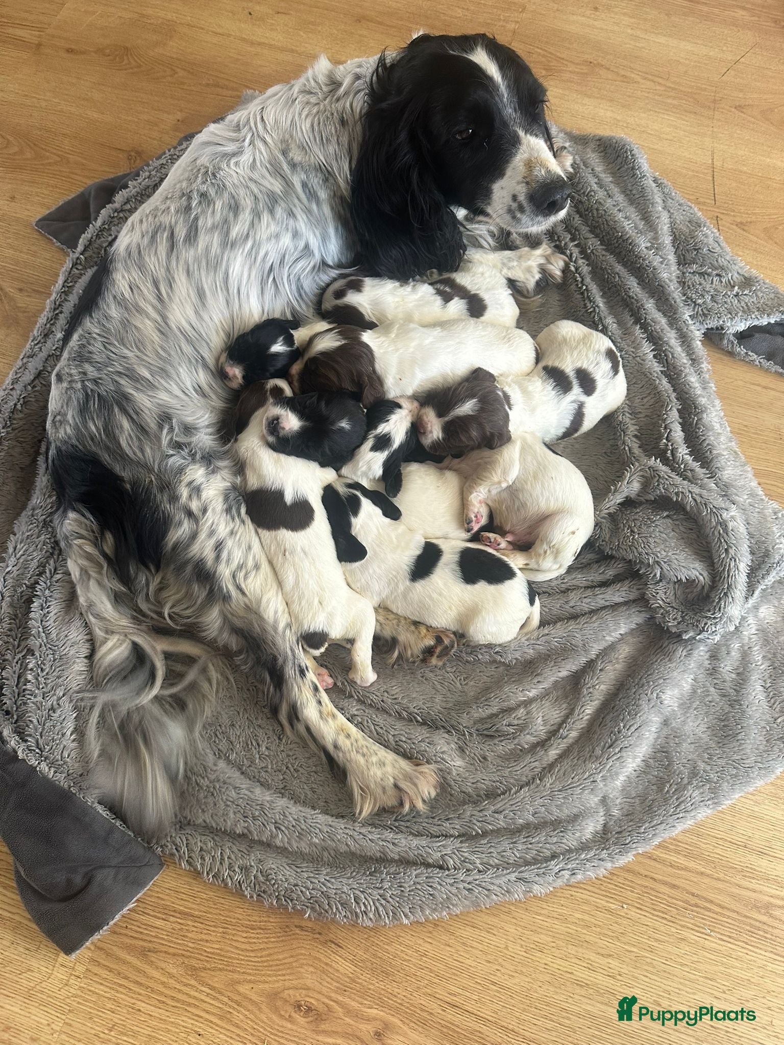 Engelse Springer Spaniel honden Engelse Springer Spaniel pups met stamboom - Advertentie 1