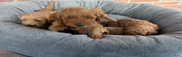 Labradoodle honden te koop: Labradoodle pups  - Advertentie 26