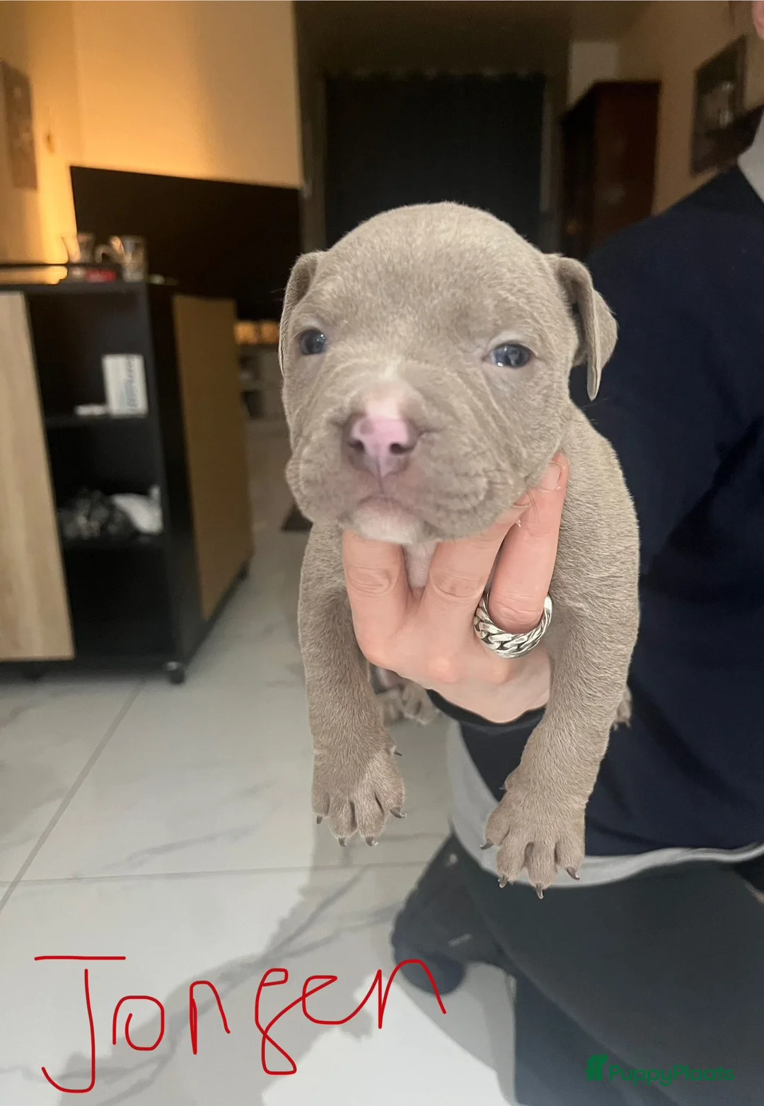 Amerikaanse Bully honden te koop: American Bully pup  - Advertentie 3