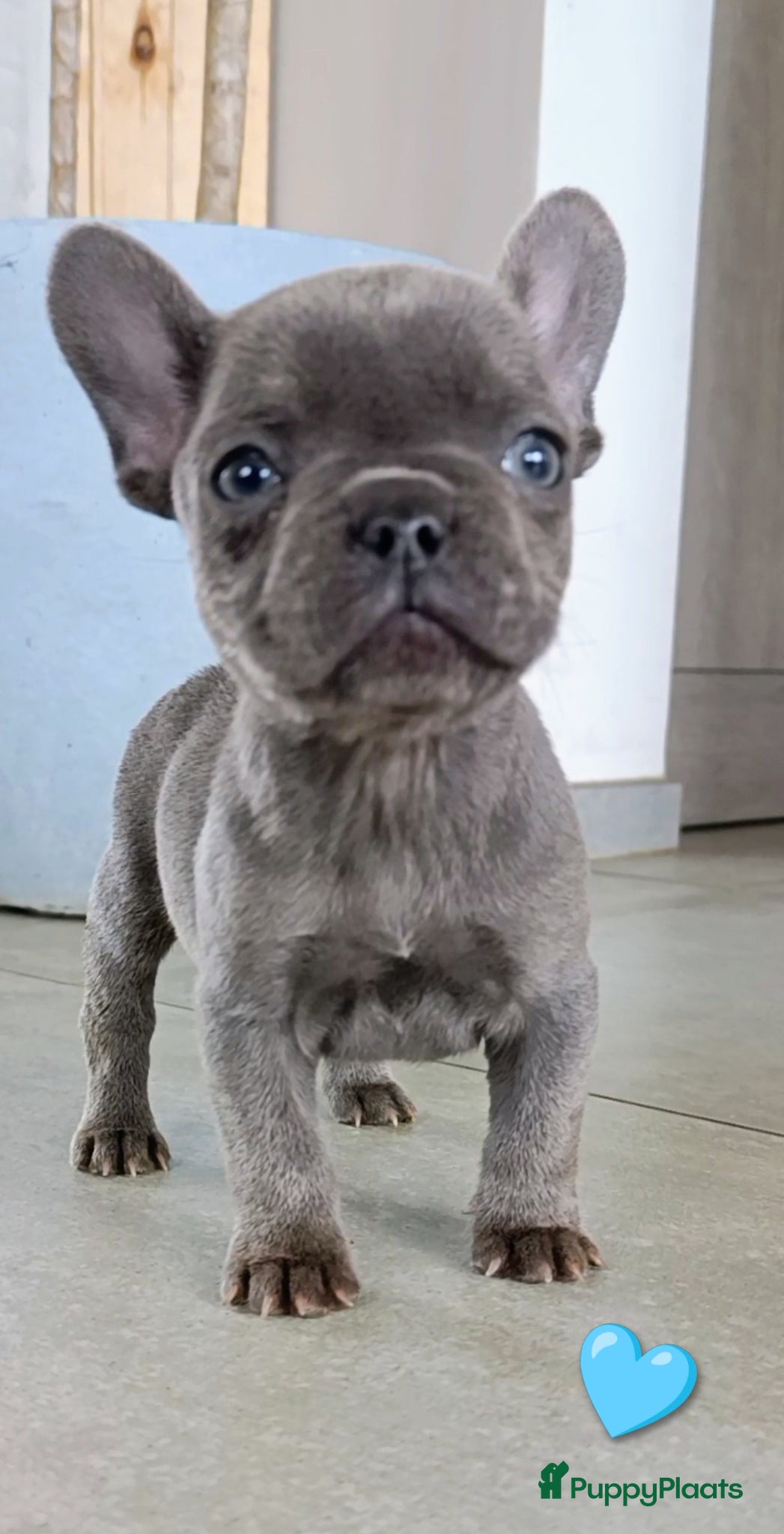 Franse Bulldog honden Prachtige Franse bulldogPups - Advertentie 2