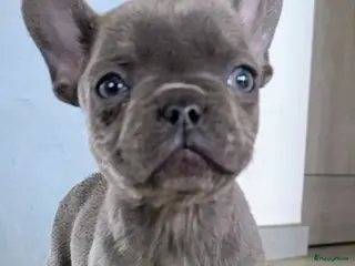 Franse Bulldog honden Prachtige Franse bulldogPups - Advertentie 1