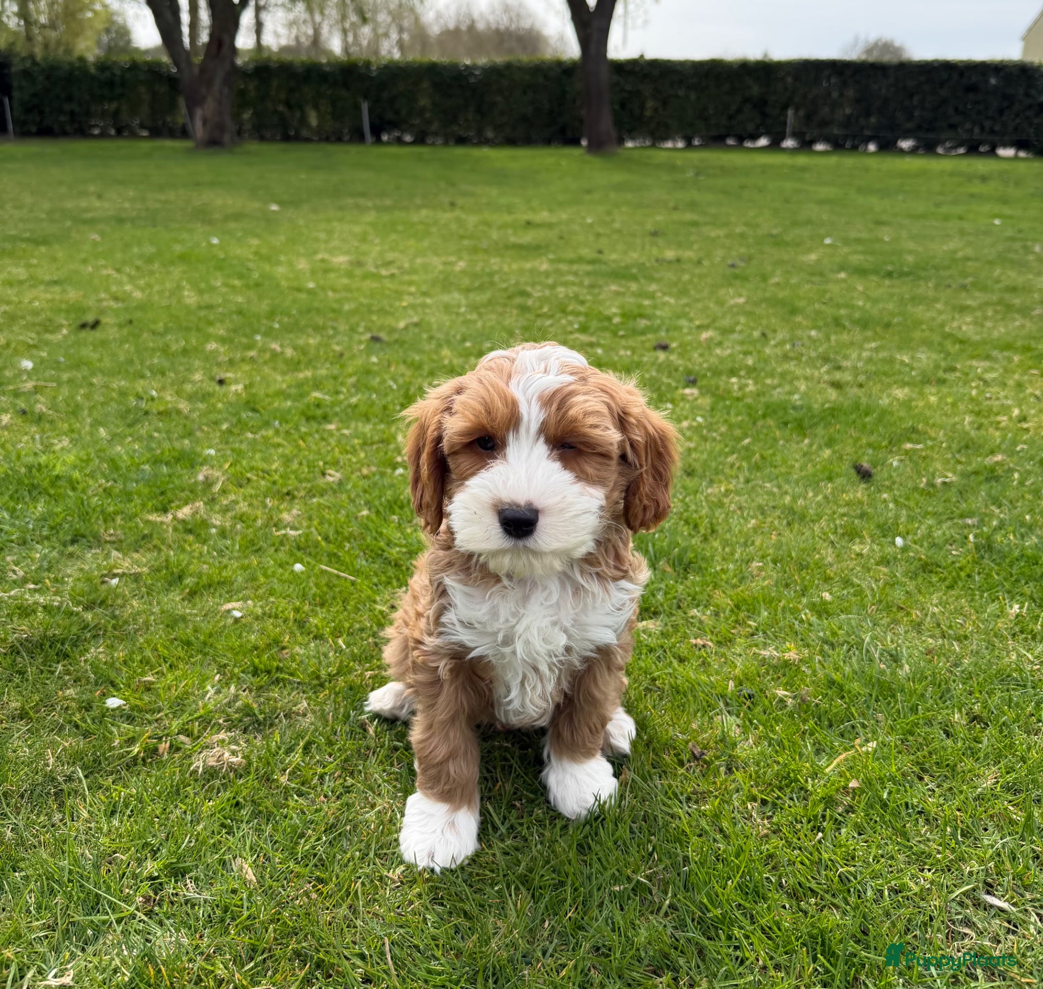 Maltipoo honden Maltipoo (Toy Poedel x Maltezer) pups - Advertentie 1