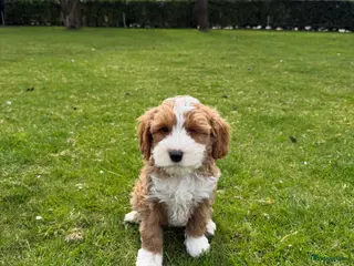 Maltipoo honden Maltipoo (Toy Poedel x Maltezer) pups - Advertentie 1