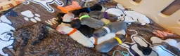 Franse Bulldog honden te koop: Prachtige Franse Bulldog pups met stamboom - Advertentie 2