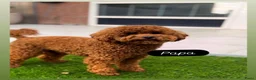 Poedel Toy honden te koop: 1 rood poedel reutje  - Advertentie 9