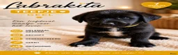 Kruising honden te koop: Labrakita pups - Advertentie 19