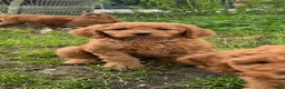 Australian Labradoodle honden te koop: Prachtig nest labradoodles (medium) - Advertentie 5