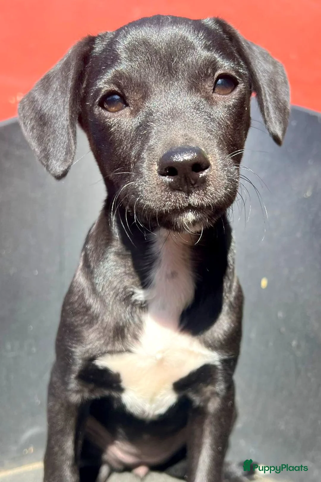 Kruising honden ter adoptie: kleine mia wie zoekt nog een heel leuk hondje  - Advertentie 1