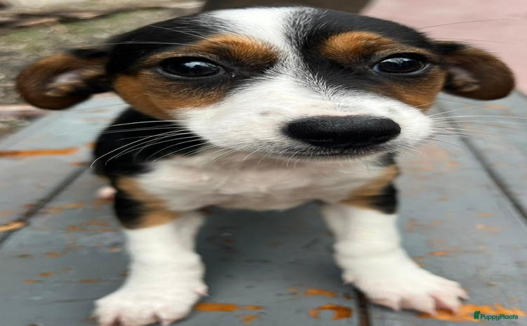 Kruising honden ciska middelmaatje zoekt een warm mandje  - Advertentie 1