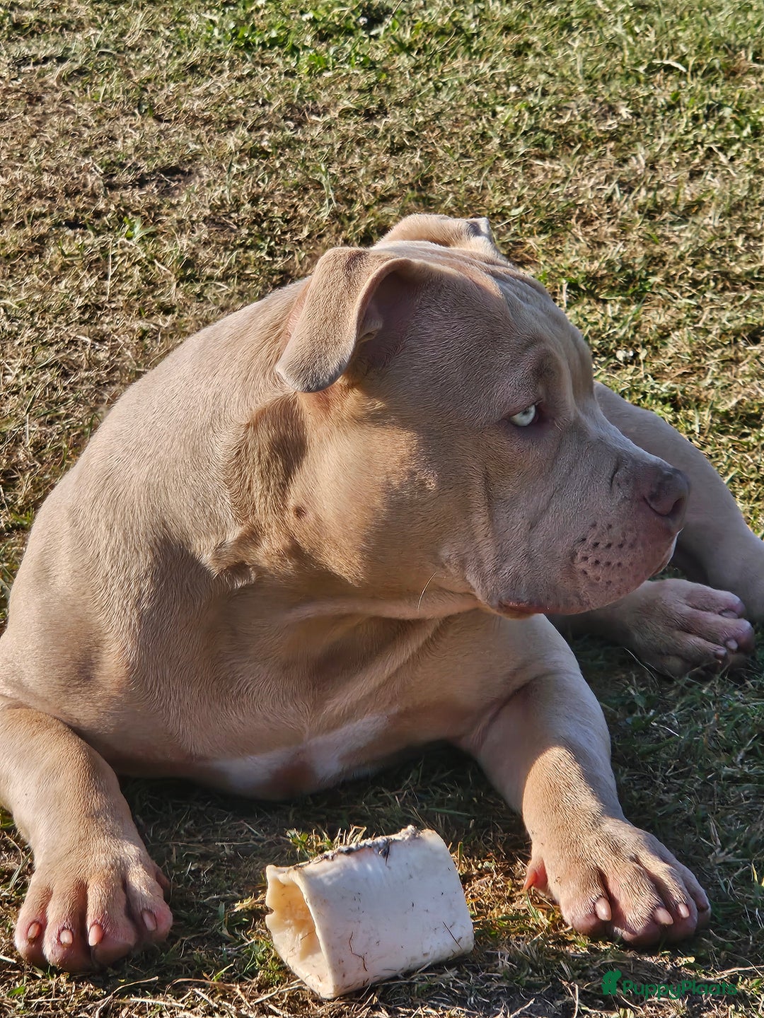 Amerikaanse Bully honden te koop: 2 leuke, teefjes met een zacht karakter .  - Afbeelding 3