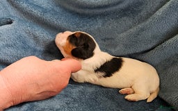 Cavalier King Charles Spaniel honden te koop: Cavalier King Charles Spaniel in Makkinga - Afbeelding 7
