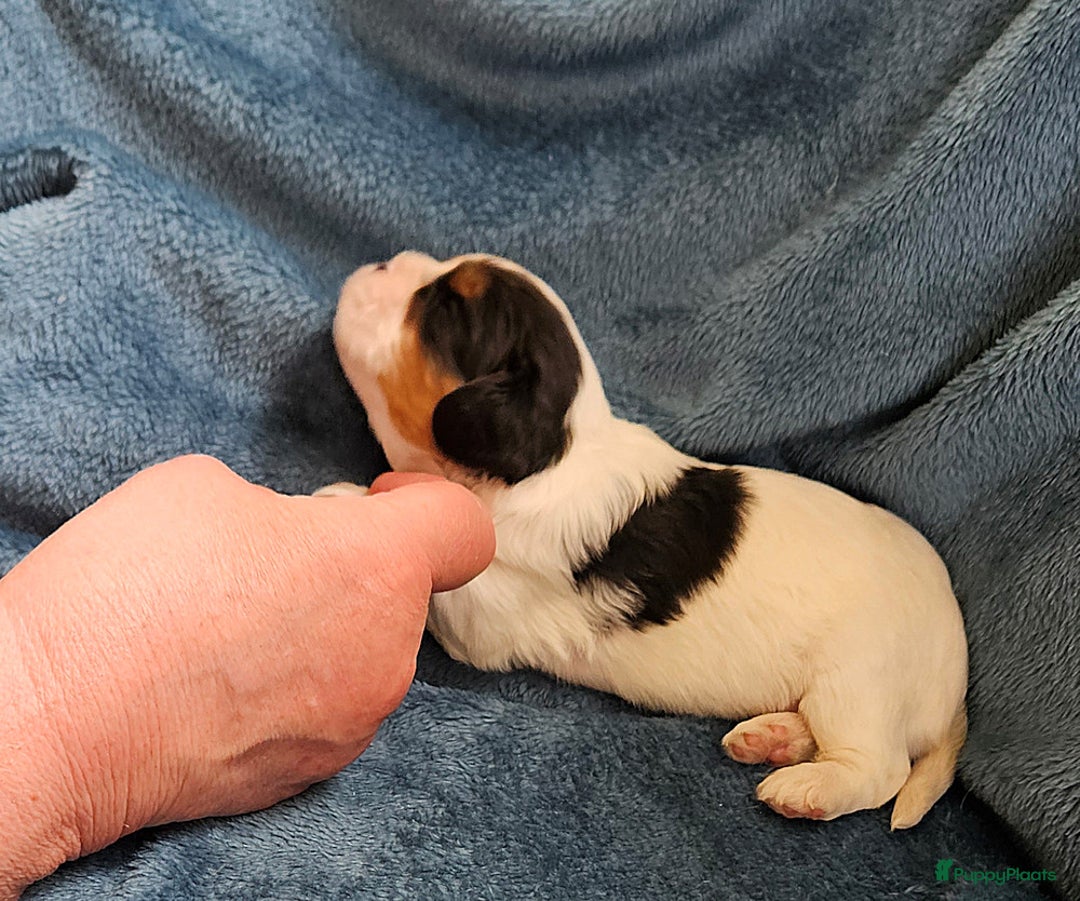 Cavalier King Charles Spaniel honden te koop: Cavalier King Charles Spaniel in Makkinga - Afbeelding 7