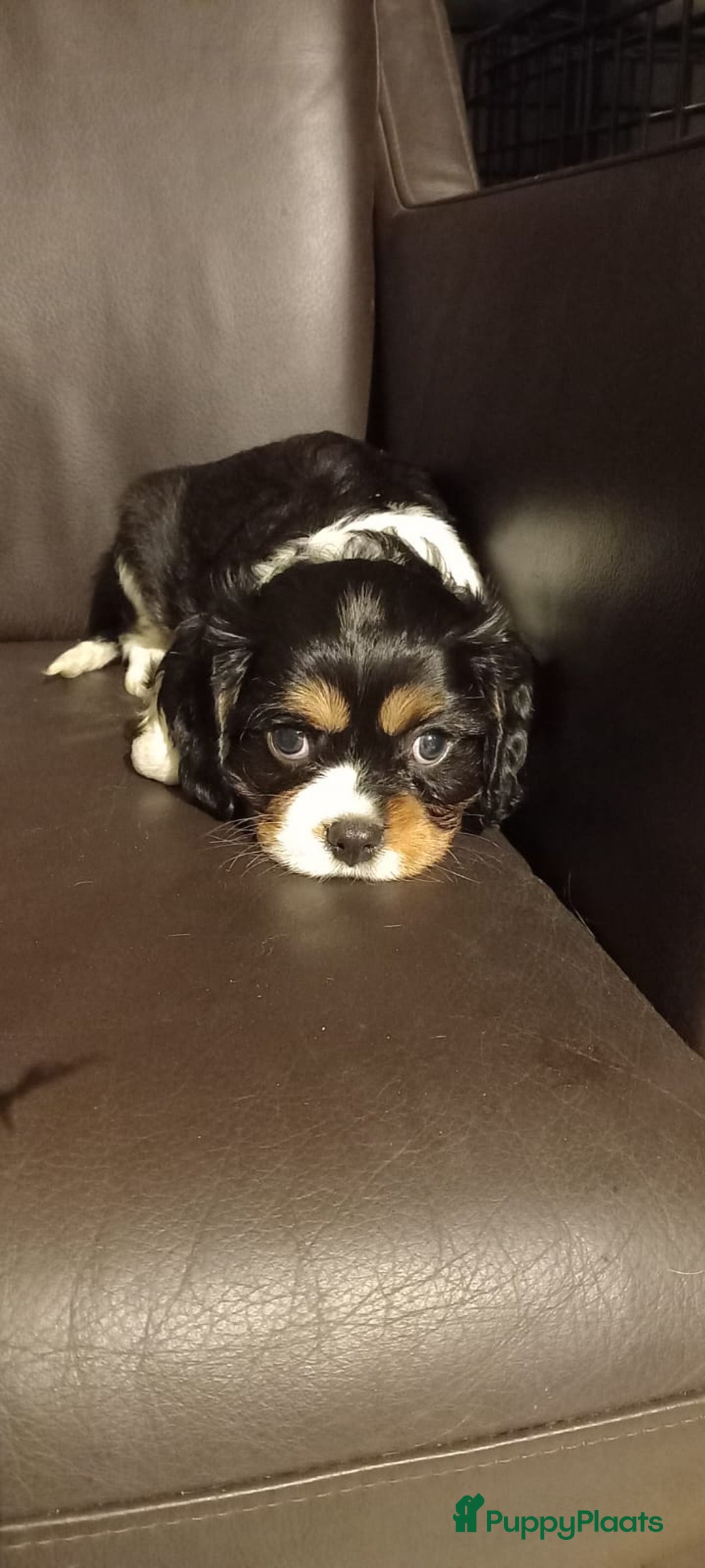Cavalier King Charles Spaniel honden te koop: Cavaliers king charel - Advertentie 4