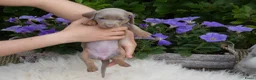 Teckel (korthaar)  honden te koop: Kaninchen x Dwerg teckel pups, kleur Isabel tan! - Advertentie 3