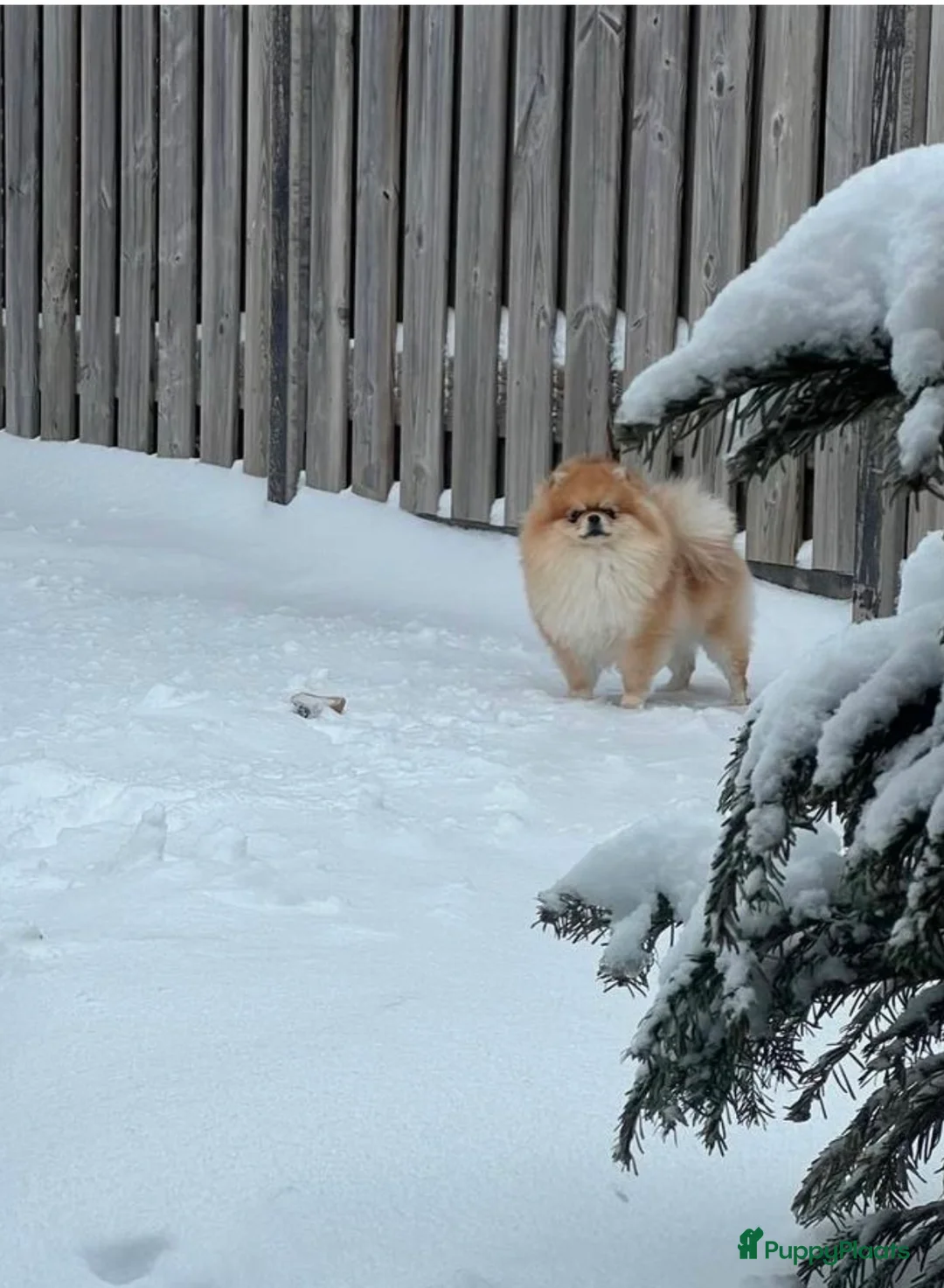 Pomeriaan honden te koop: Pomeranian pups ❤️❤️🌸 - Advertentie 2