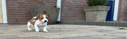 Jack Russel Terriër honden te koop: Nog 1 Jack Russell pupje beschikbaar!  - Advertentie 10