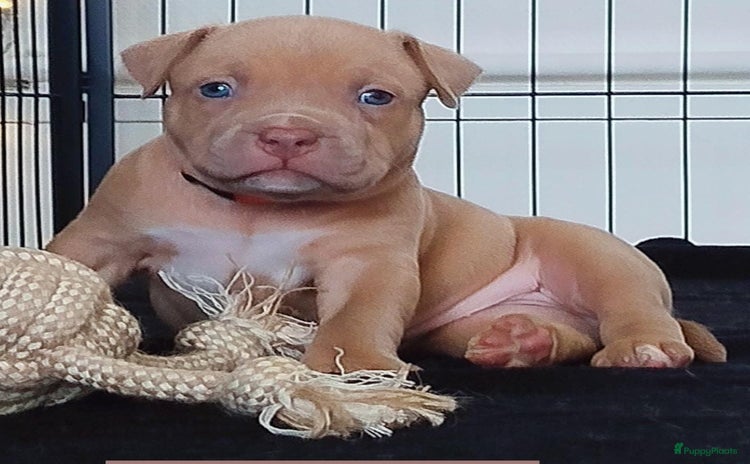 Amerikaanse Bully honden - Advertentie 5
