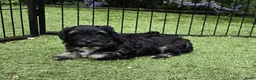 Kruising honden te koop: Prachtige pups - Advertentie 11