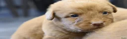 Nova Scotia Duck Tolling Retriever honden te koop: Nova Scotia Duck Tolling Retriever pups - Advertentie 5