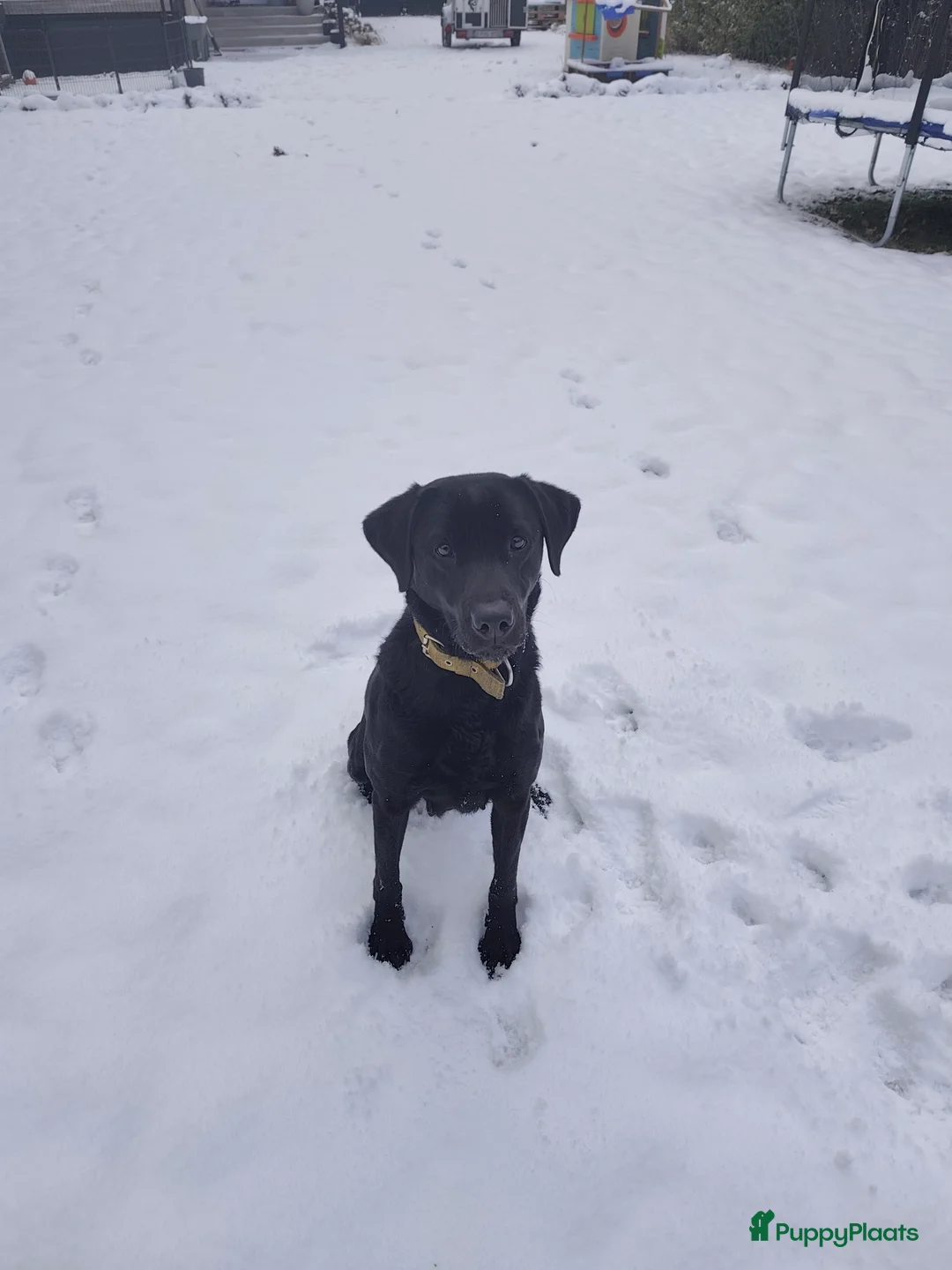 Labrador Retriever honden te koop: Field trial labrador pups  - Advertentie 8