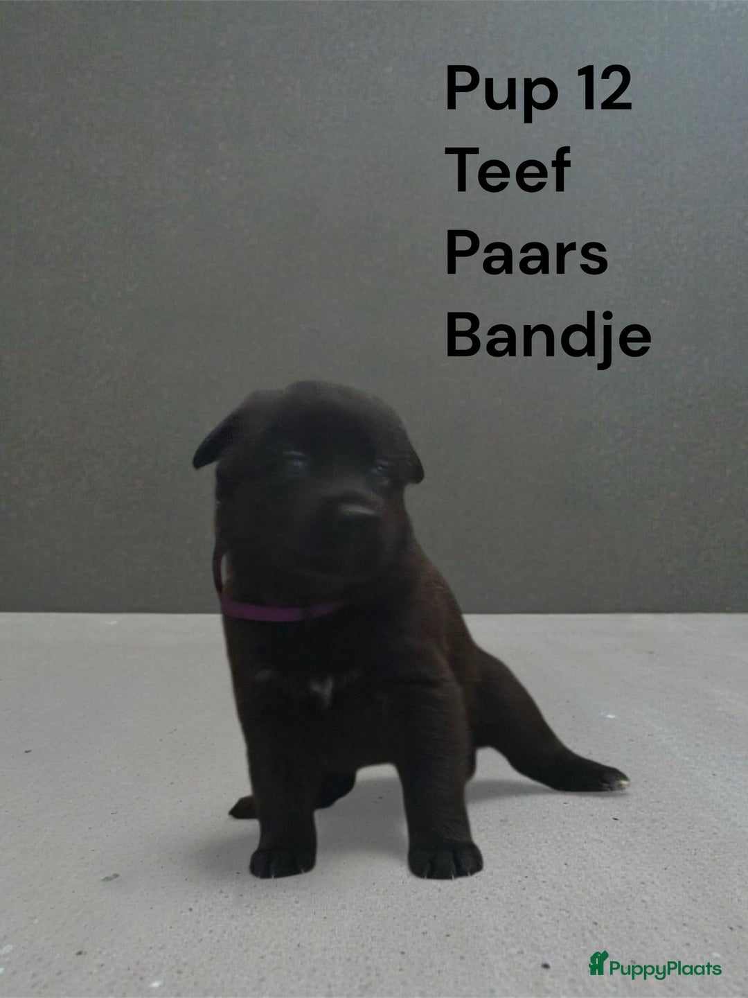 Kruising honden te koop: Kruising mechelse Hollandse herder x duitse herder - Advertentie 2