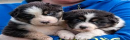 Australian Shepherd honden te koop: Australische Herder pups, goede socialisatie! - Advertentie 13