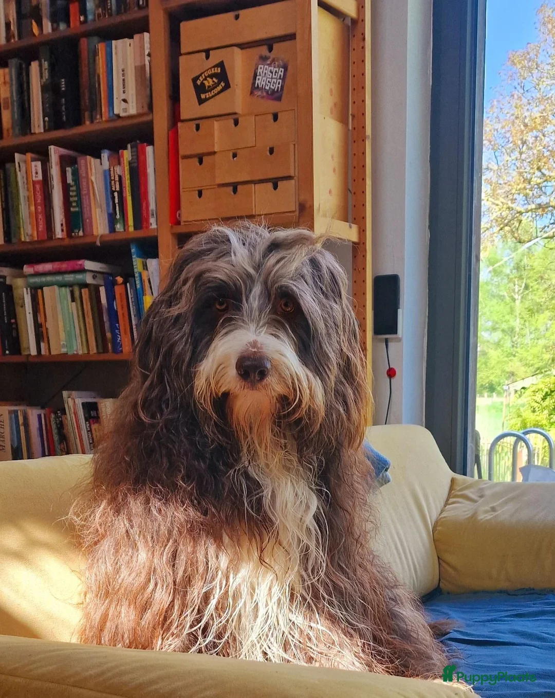 Bearded Collie honden te koop: Bearded Collie outcross - Advertentie 12