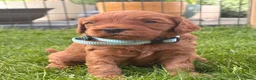 Australian Labradoodle honden te koop:  Australian Labradoodle (medium) pups - Advertentie 4