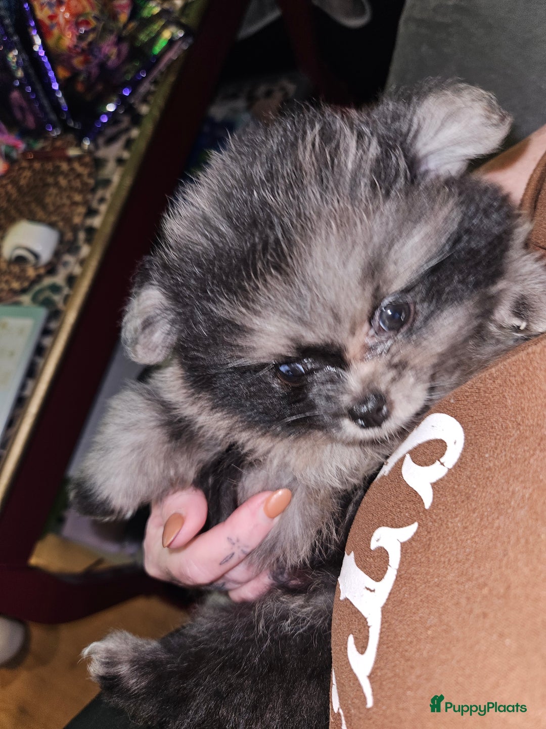 Pomeriaan honden te koop: mooie pomeriaan pups - Advertentie 7