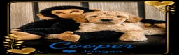 Australian Labradoodle honden te koop: Labradoodle Australian Multigen kleine medium pups in Epe - Advertentie 9