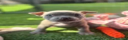 Amerikaanse Bully honden te koop: Amerikaanse pocket bully’s met stamboom - Advertentie 6