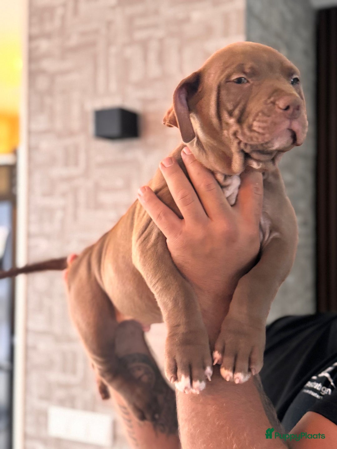Amerikaanse Bully honden te koop: Prachtige American bully xl  - Afbeelding 3
