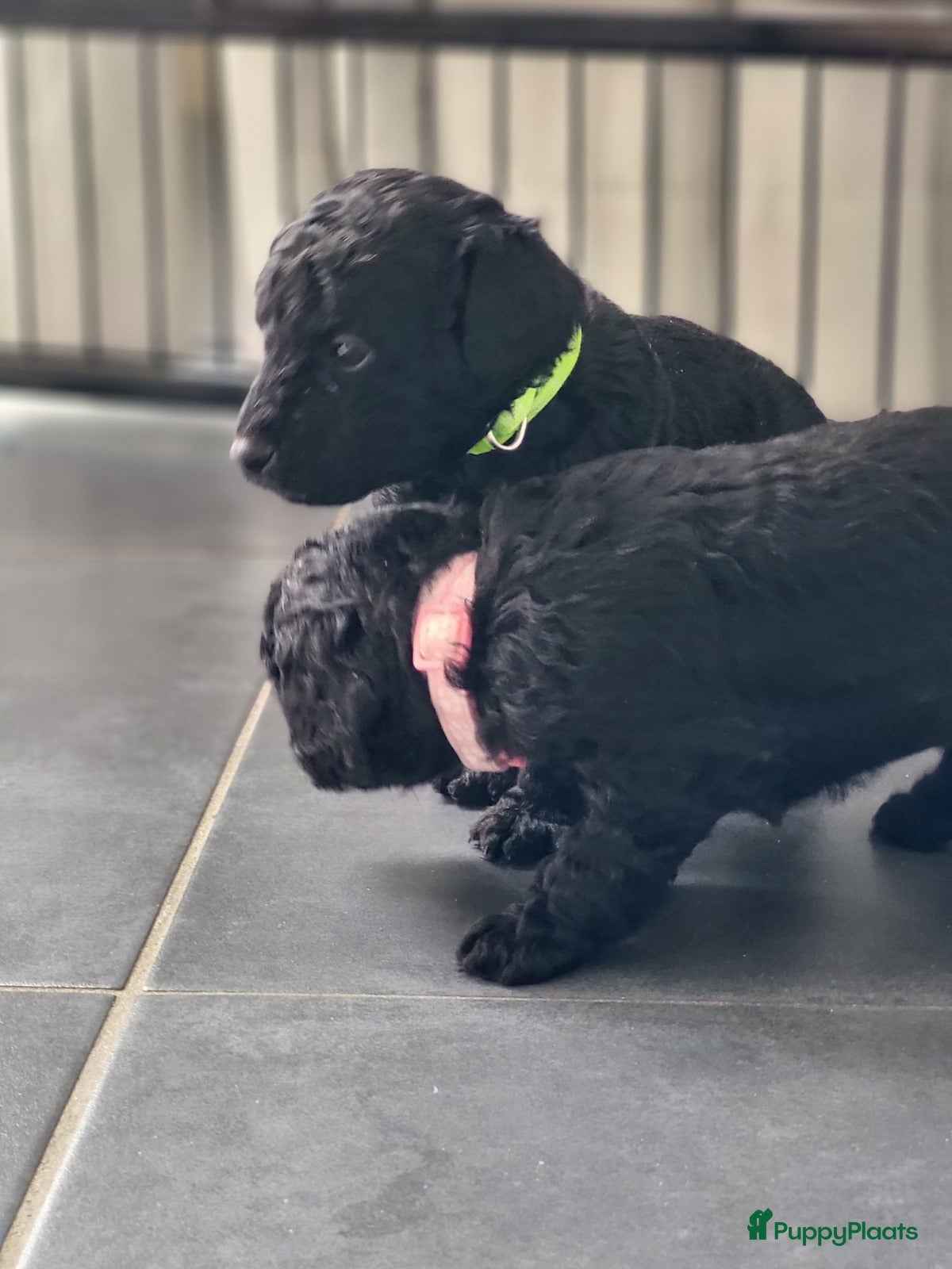 Poedel honden Poedel/Middenslag pups - Advertentie 2